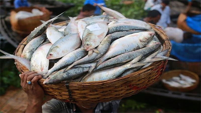 বিএনপি-যুবদল-ছাত্রদল নেতাদের সিন্ডিকেটের অধীনে চলছে মেঘনায় মা ইলিশ আহরণের মহোৎসব