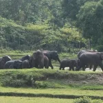 মেঘালয়ে ফেরার পথ বন্ধ, গারো পাহাড়ে অনিশ্চয়তায় ১৫০ হাতি