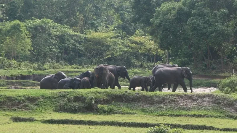 মেঘালয়ে ফেরার পথ বন্ধ, গারো পাহাড়ে অনিশ্চয়তায় ১৫০ হাতি