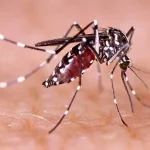 ডেঙ্গুতে আরও ৪ জনের মৃত্যু, হাসপাতালে ১৮৫১