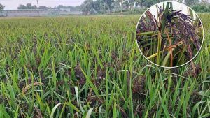 দেশে চাষ হচ্ছে ব্ল্যাক রাইস, দাম কত, গুণাগুণ কী?