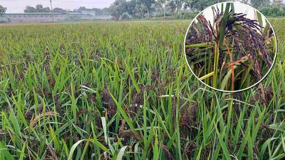 দেশে চাষ হচ্ছে ব্ল্যাক রাইস, দাম কত, গুণাগুণ কী?