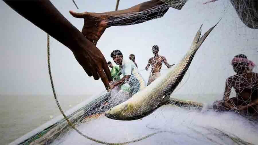 নিষেধাজ্ঞা উপেক্ষা করে মনপুরায় রাজনৈতিক প্রভাবে মা ইলিশ শিকারের মহোৎসব