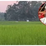 lপিরোজপুরে ৫ আগস্টের পর থেকে মন্দিরের জমি দখল করে ধান চাষ জামায়াত আমিরের