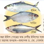 ইলিশের নামে ‘রুপালি ধোঁকা’