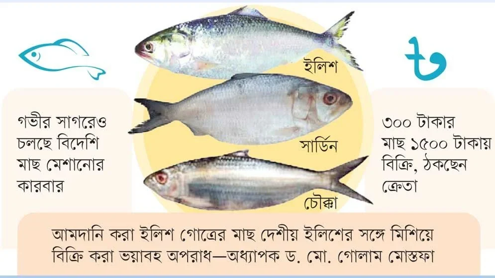 ইলিশের নামে ‘রুপালি ধোঁকা’